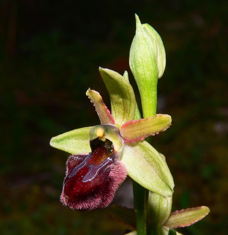 Primavera e orchidee palermitane